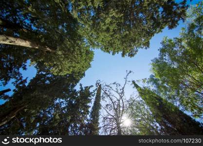 Bottom view of the pine trees against the clear sky