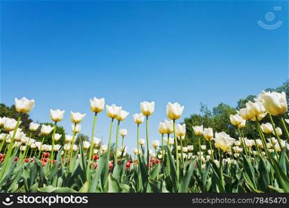 bottom view of white ornamental tulips on flowerbed on blue sky background