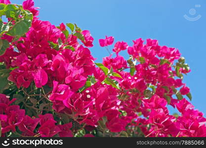 Bougainvillea against a blue sky