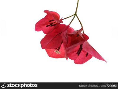 Bougainvillea (Bougainvillea spectabilis) is a thorny ornamental vine or bushes, with an inflorescence consisting or large colourful sepallike bracts which surround small waxy white flowers