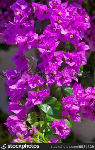 Bougainvillea bush with purple flowers