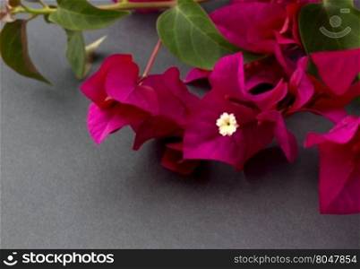 Bougainvillea flower and leaves in right corner. Horizontal image with gray background and copy space