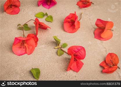 Bougainvillea flower. Bloom pink bougainvillea on old concrete background