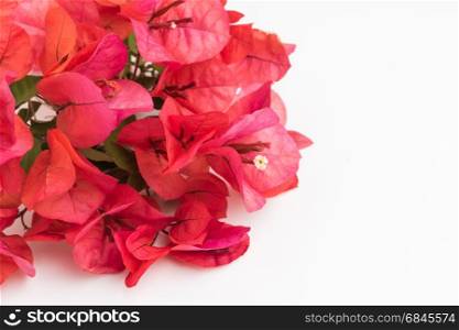 Bougainvillea flower. Bloom pink bougainvillea on white background