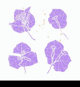 Bougainvillea flower hand drawn illustration. Line-art flower drawing. Blooming detailed flower. Elements for design.