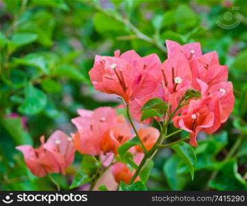 Bougainvillea flower in bloom
