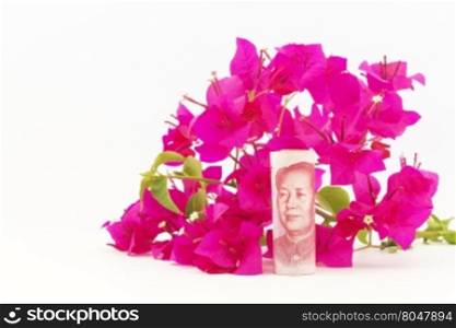 Bougainvillea flowers are fresh color behind Chinese yuan currency on white background. Fresh investments in China and growing Chinese savings and investments are growing.