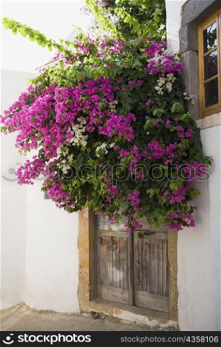 Bougainvillea flowers in front of a door, Patmos, Dodecanese Islands, Greece