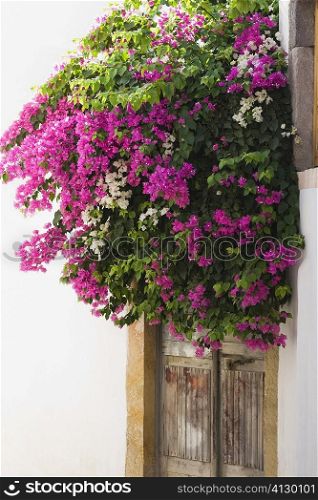 Bougainvillea flowers outside of a house, Patmos, Dodecanese Islands, Greece