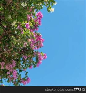 Bougainvillea on blue sky background. Bougainvillea red and white of flower. Bougainvillea flowers and bougainvillea plant tree under the shiny blue sky.