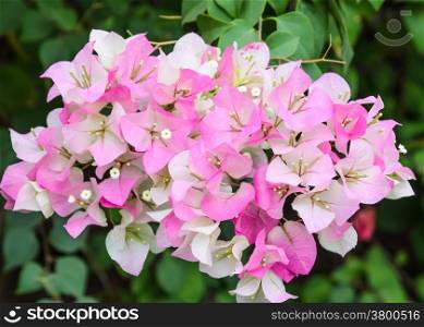 Bougainvillea or paper flower