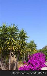 bougainvillea pink flowers and palm trees garden in mediterranean Spain