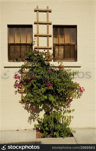 Bougainvillea plant in front of closed window
