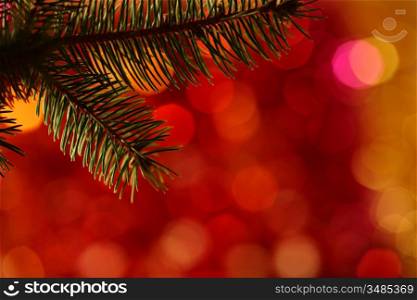 Bough of Christmas tree against blurred light background