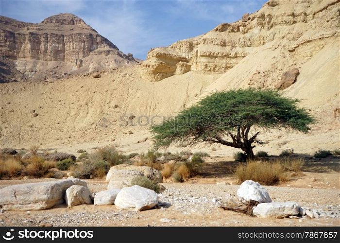 Boulders and bid acacia tree in Makhtesh Katan crater in Negev desert, Israel