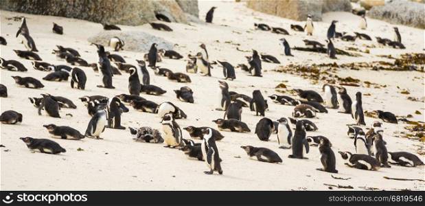 Boulders Penguin Colony with African Penguins on the beach