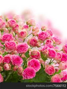 bouqet of fresh pink roses on white background