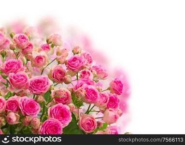 bouqet of fresh pink roses on white background