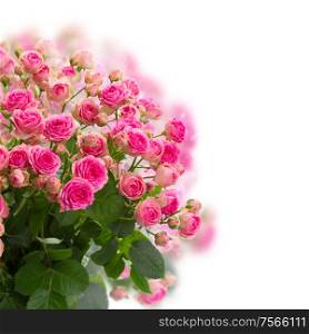 bouqet of fresh pink roses on white background. bouqet of fresh pink roses