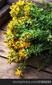 bouquet blooming medicinal herb. tutsan medicinal useful wild plant on a wooden background