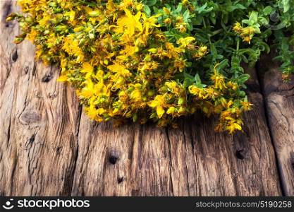 bouquet blooming medicinal herb. tutsan medicinal useful wild plant on a wooden background