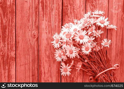 Bouquet chamomile flowers in door handle on old wooden background toned trendy coral color of the year 2019. Copy space Template postcard for lettering text or your design.. Bouquet chamomile flowers in door handle on old wooden background toned trendy coral color of the year 2019. Copy space Template postcard for lettering text or your design