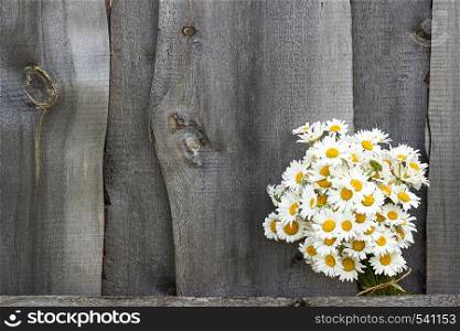 Bouquet field chamomile flowers in fence on old wooden background. Concept rustic romantic surprise gift. Copy space Minimal style, template postcard for lettering text or your design. Bouquet field chamomile flowers in fence on old wooden background. Concept rustic romantic surprise. Copy space Minimal style, template postcard for lettering text or your design.