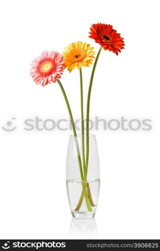 Bouquet from daisy-gerbera in glass vase isolated on white