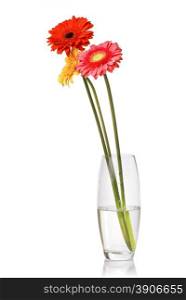 Bouquet from daisy-gerbera in glass vase isolated on white