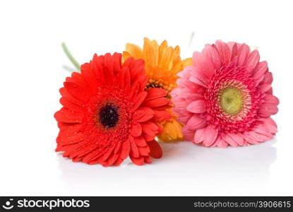 Bouquet from daisy-gerbera with water drops isolated on white