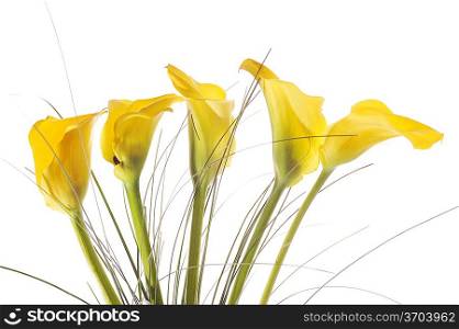 Bouquet from five yellow calla lilies isolated on white