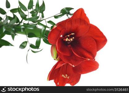 Bouquet from red amaryllis and green leaves