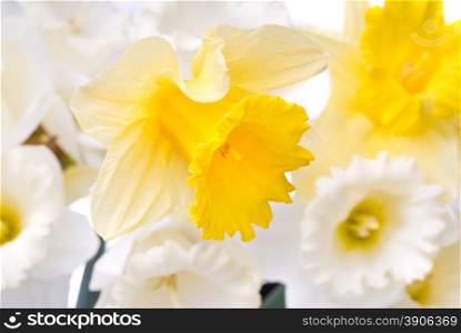 bouquet from white and yellow narcissus