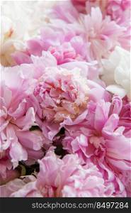Bouquet of a lot of peonies of pink color close up. Beautiful flower holiday background. 