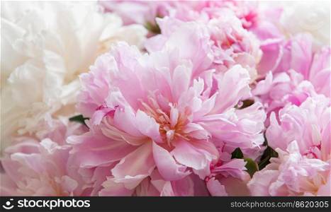 Bouquet of a lot of peonies of pink color close up. Beautiful flower holiday background. 