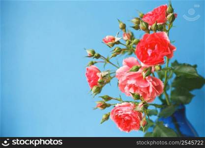 bouquet of a rose flowers isolated on blue background.. bouquet of a rose flowers isolated on a blue background.