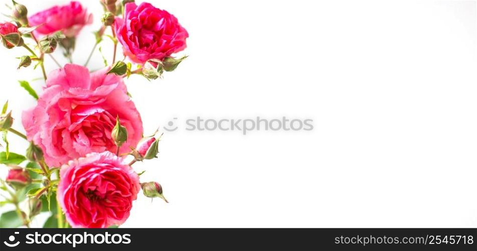bouquet of a rose flowers isolated on white background.. bouquet of a rose flowers isolated on a white background.