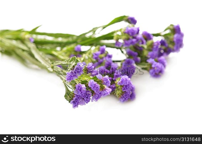 bouquet of autumn blue flowers isolated