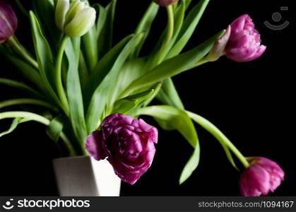 Bouquet of beautiful pink, green tulip flowers in white vase against black backdrop. Selective front focus, closeup. Artistic low key lighting setup. Spring, holiday, date, event, concept, for card