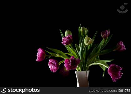 Bouquet of beautiful pink, green tulips in white vase against black backdrop. Selective focus. Artistic low key lighting setup. Spring, holiday, date, event, exclusive concept, for card. Copy space