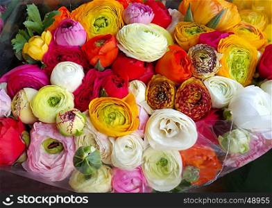 Bouquet of beautiful ranunculus colorful flowers