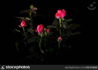 bouquet of beautiful rose close-up on a black background