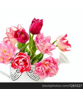 Bouquet of beautiful tulips in a decorative watering can isolated on a white background. Free space for text.