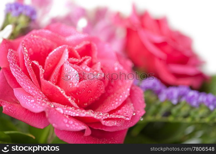 bouquet of beautiful wet roses isolated