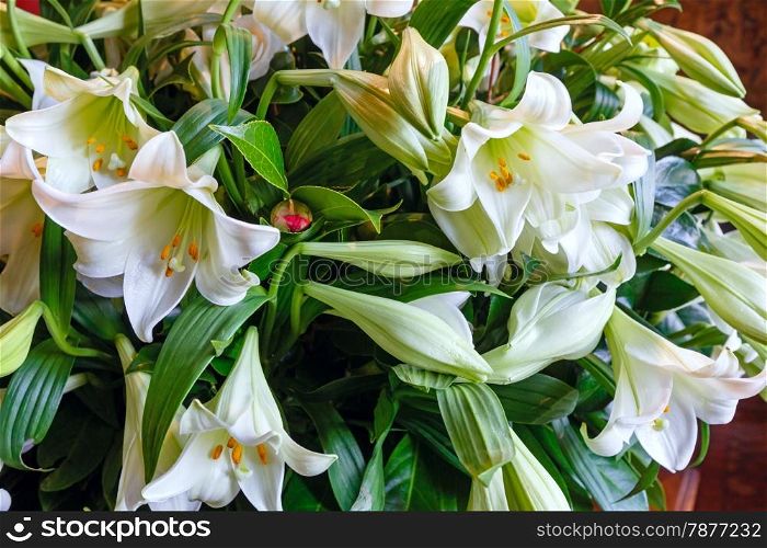 Bouquet of beautiful white Amaryllis flowers (macro, background).