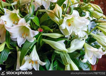 Bouquet of beautiful white Amaryllis flowers (macro, background).