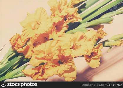 Bouquet of beautiful yellow gladiolus on a white background