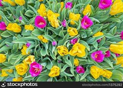 Bouquet of blossoming tulips in spring