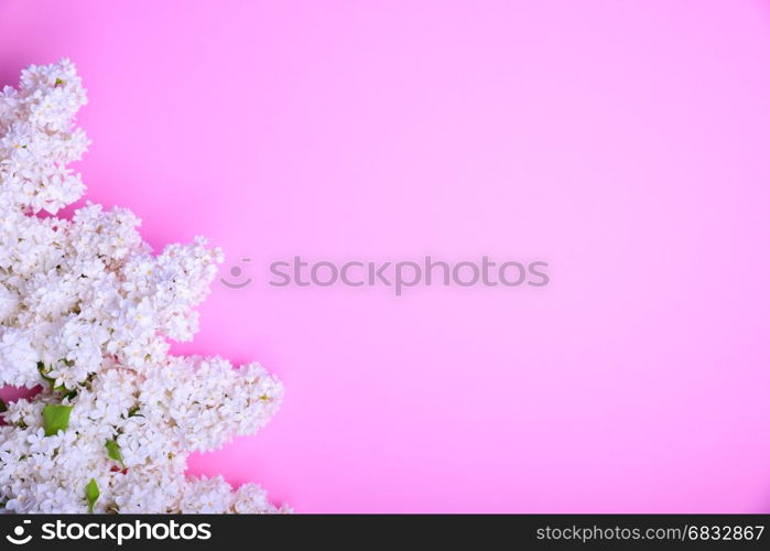 bouquet of blossoming white lilac in a corner on a pink surface, a blank space on the right
