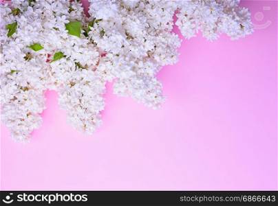 bouquet of blossoming white lilacs on a pink background, an empty space